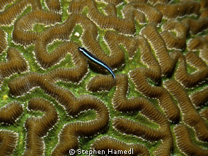 Neon goby on Maze coral by Stephen Hamedl 